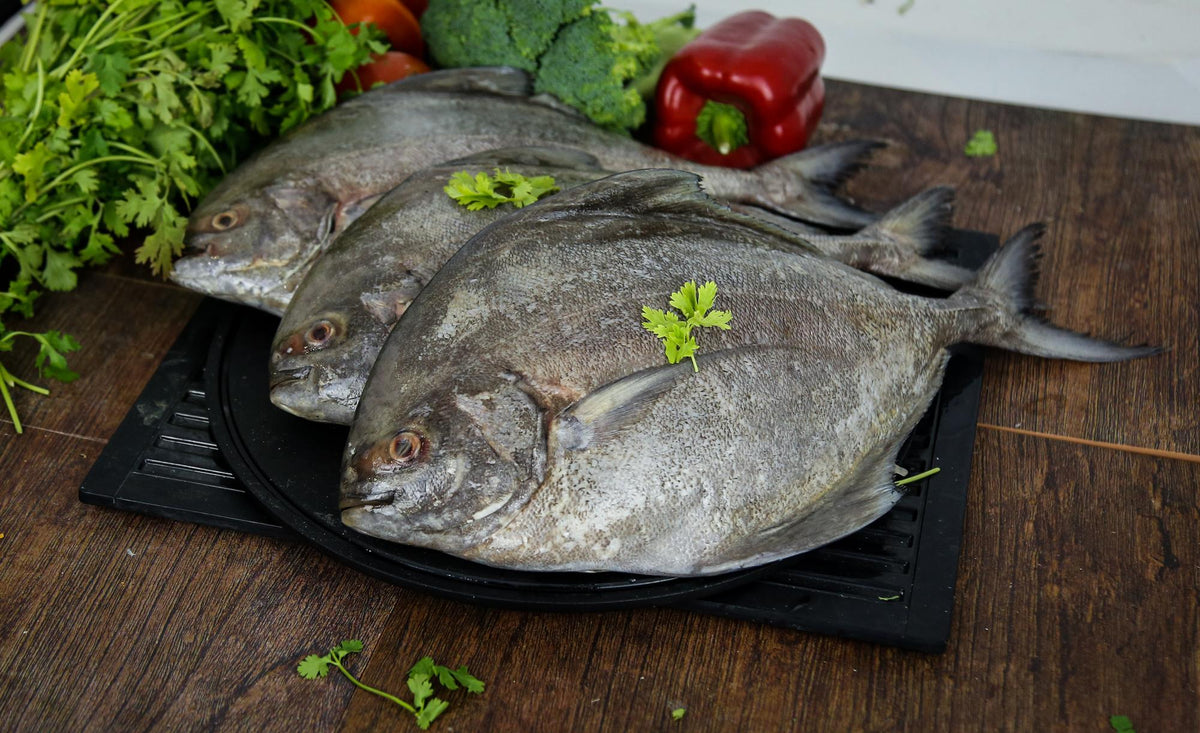Buy Pomfret Fish Online in Singapore – Seaco Online