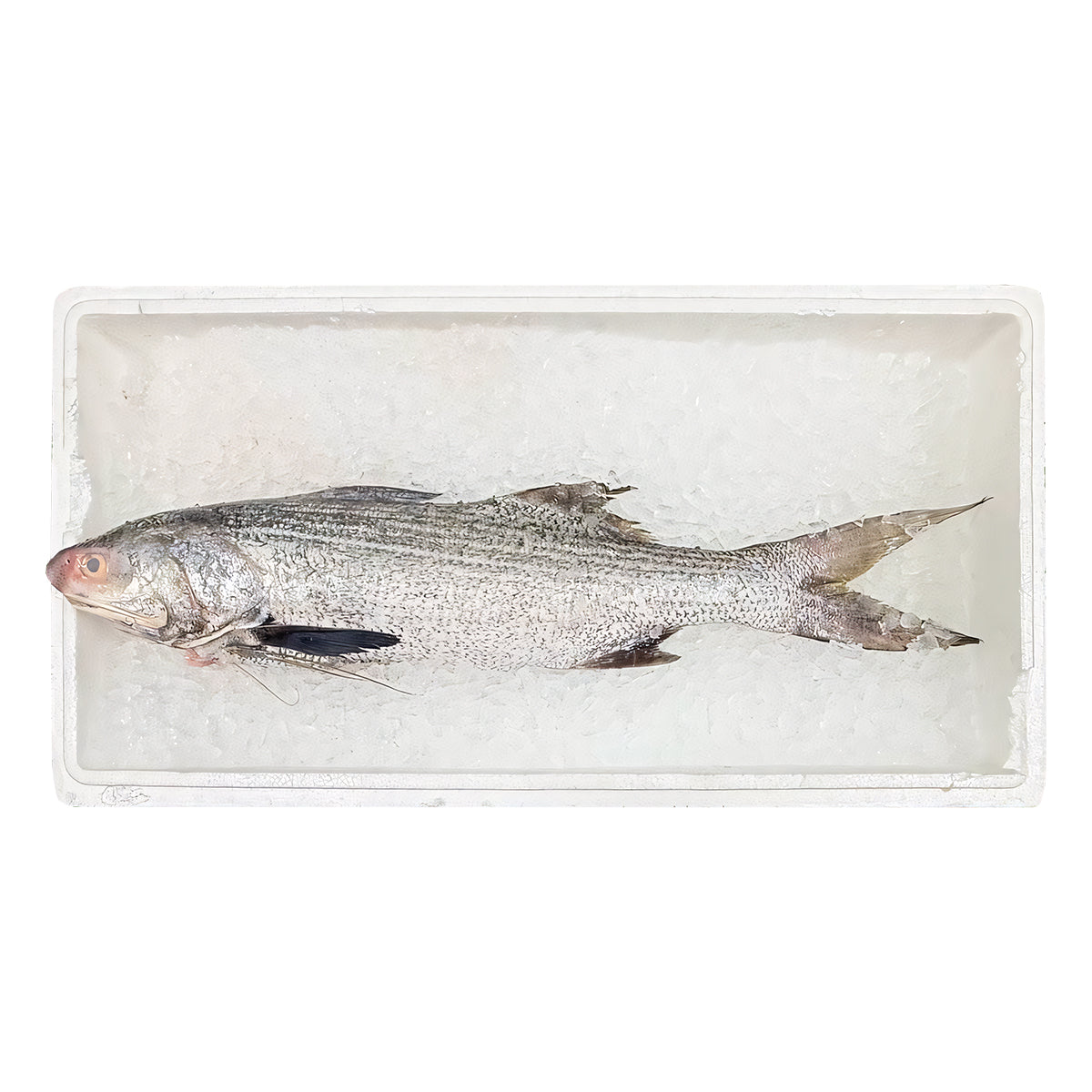 Whole Fresh Threadfin