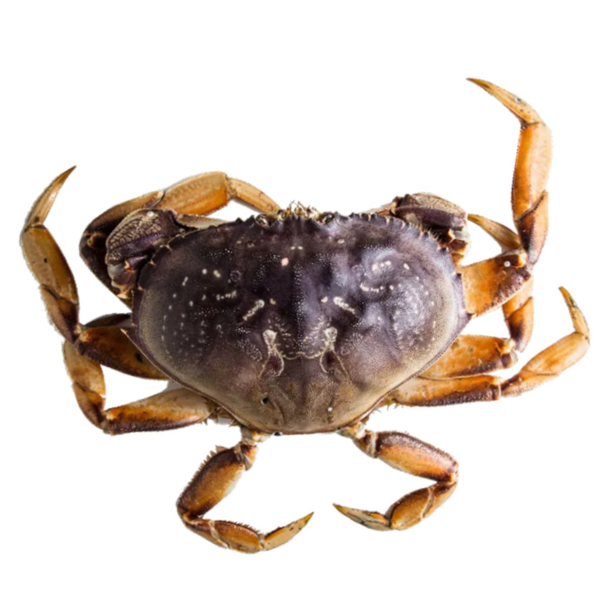 Live Frozen Dungeness Crab