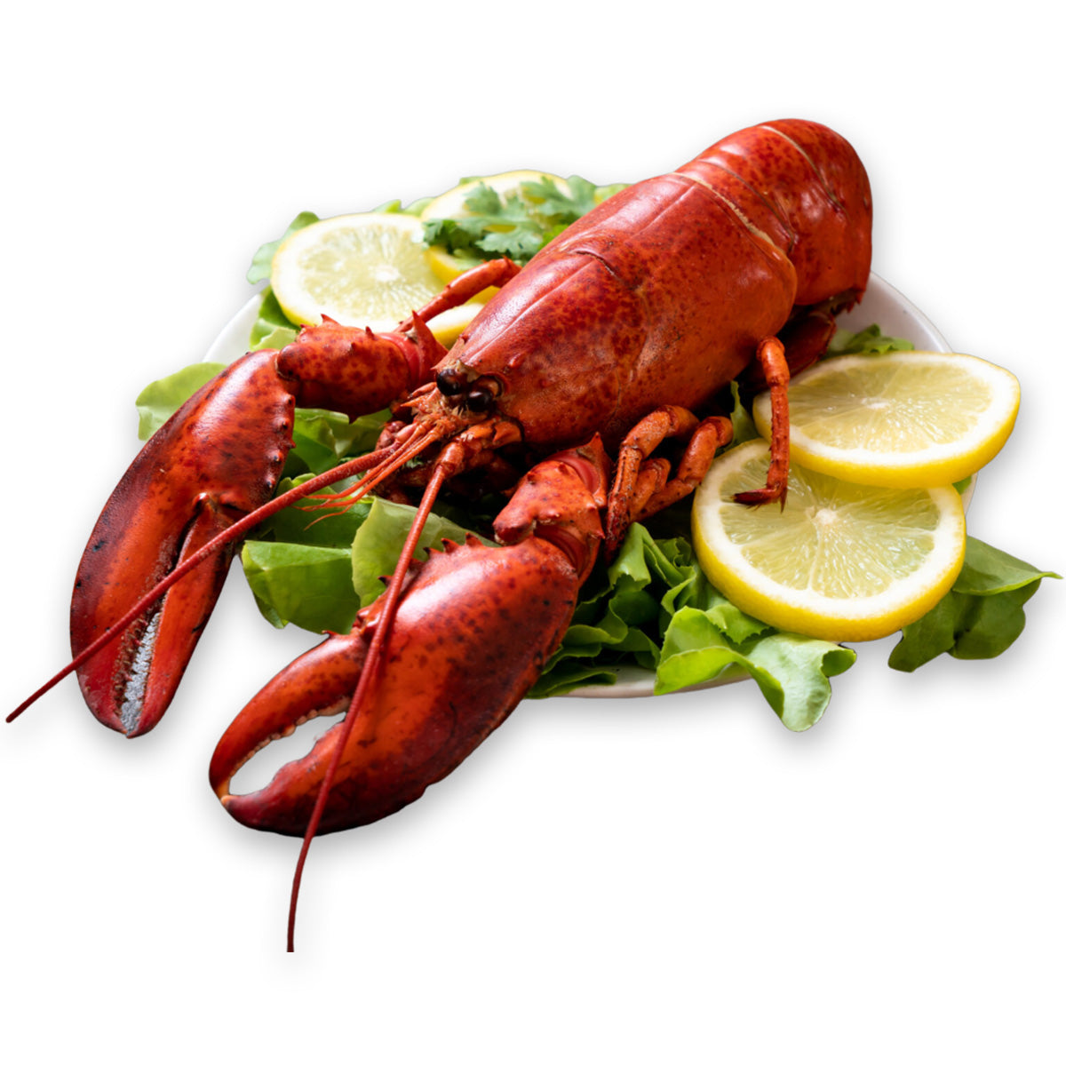 Live Frozen Boston Lobster