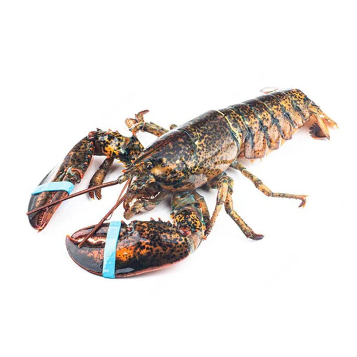 Live Frozen Boston Lobster
