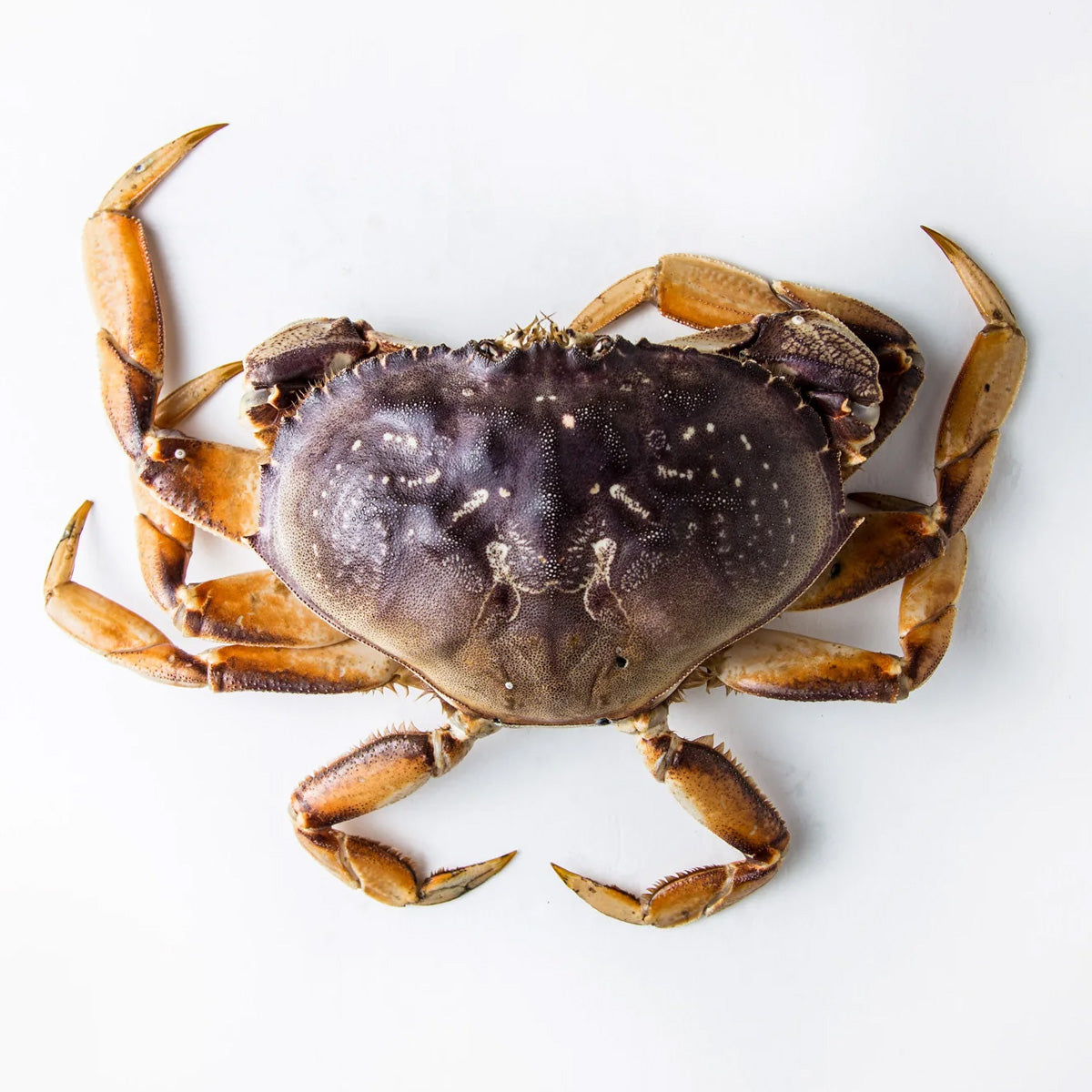 Live Dungeness Crab