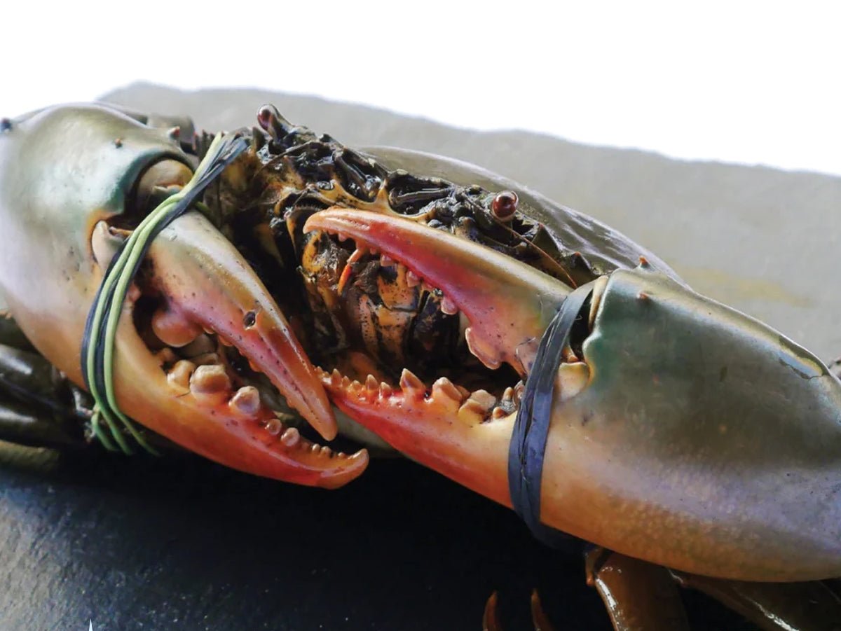 Live Indonesia Mud Crab