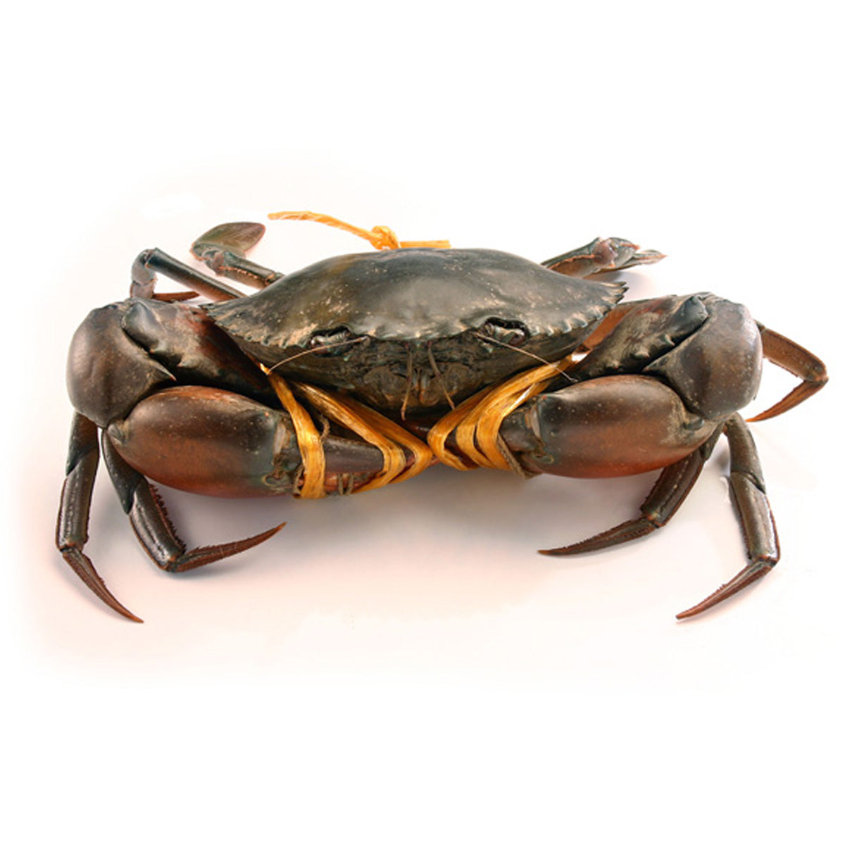 Live Indonesia Mud Crab