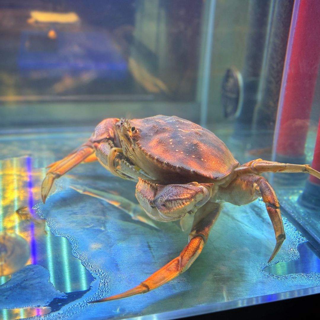 Live Dungeness Crab