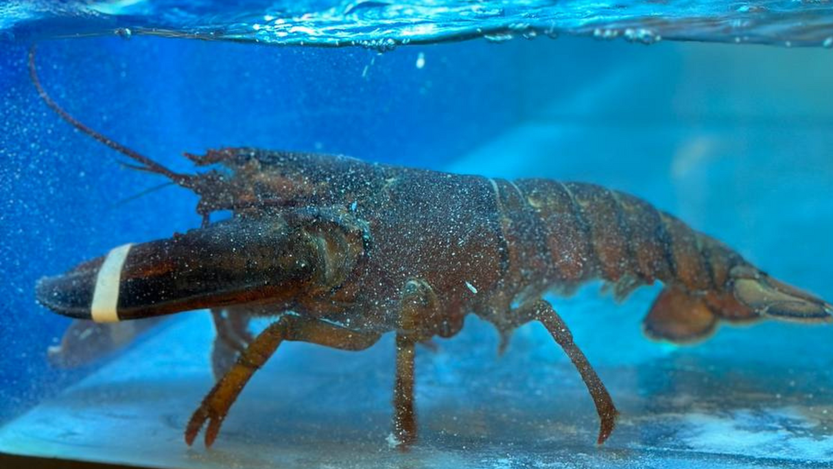 buy live lobster sg, buy live boston lobster