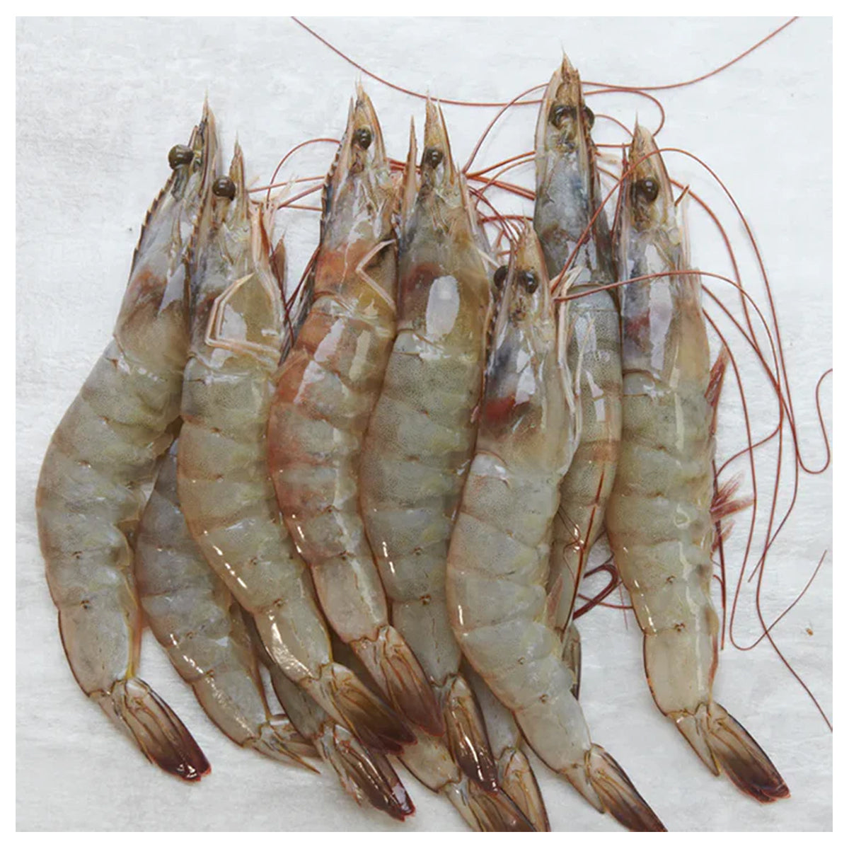 Vannamei Prawn - Head On Shell On (16-20pcs)