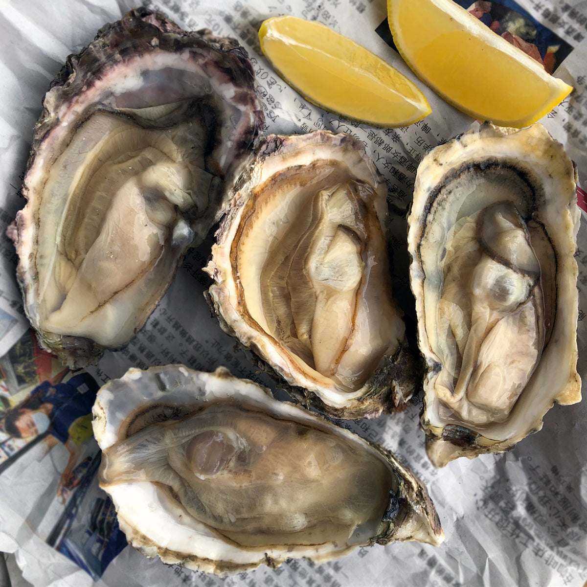 Christmas Frozen Oyster Grandeur Box - 100pcs