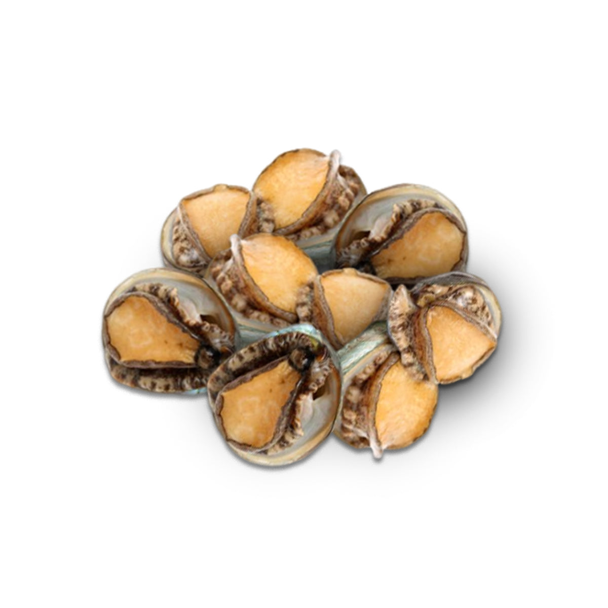 Frozen South African Abalone In Shell