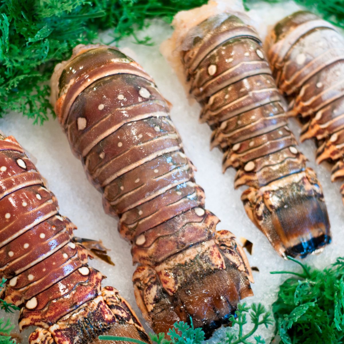 Western Rock Lobster Tail
