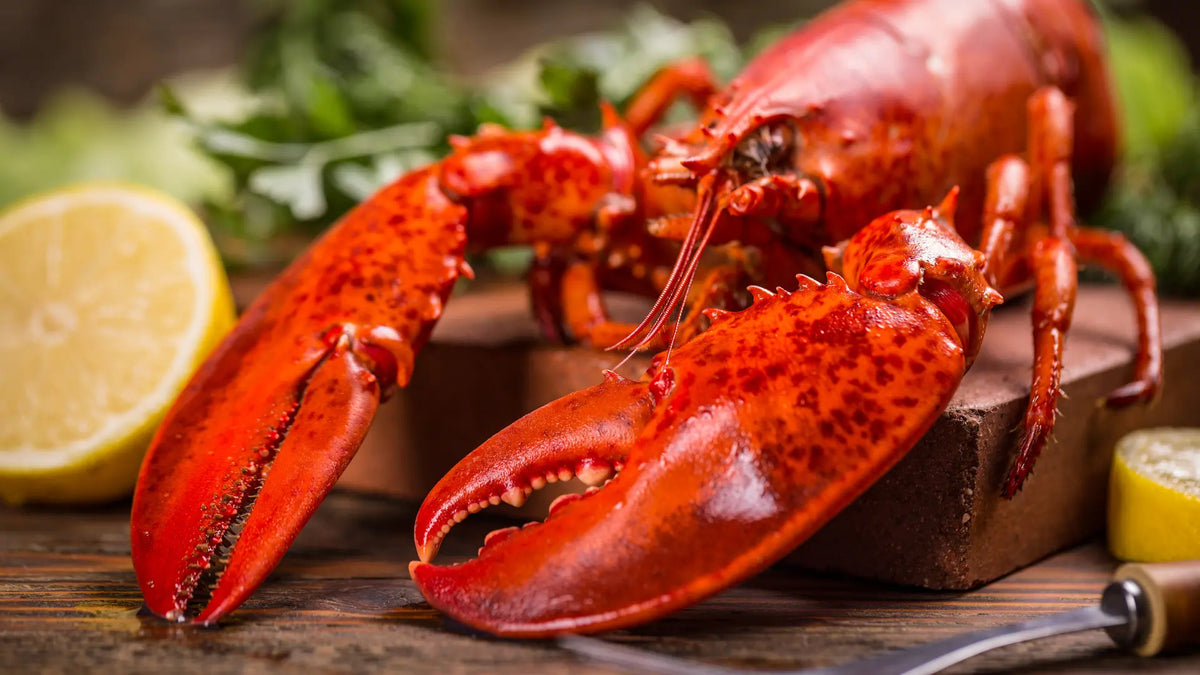 Cooking Australian Lobster: the Most Sought-After Crustacean – Seaco Online
