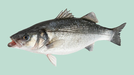 White Fish: A Guide to the Different Types and How to Cook Them