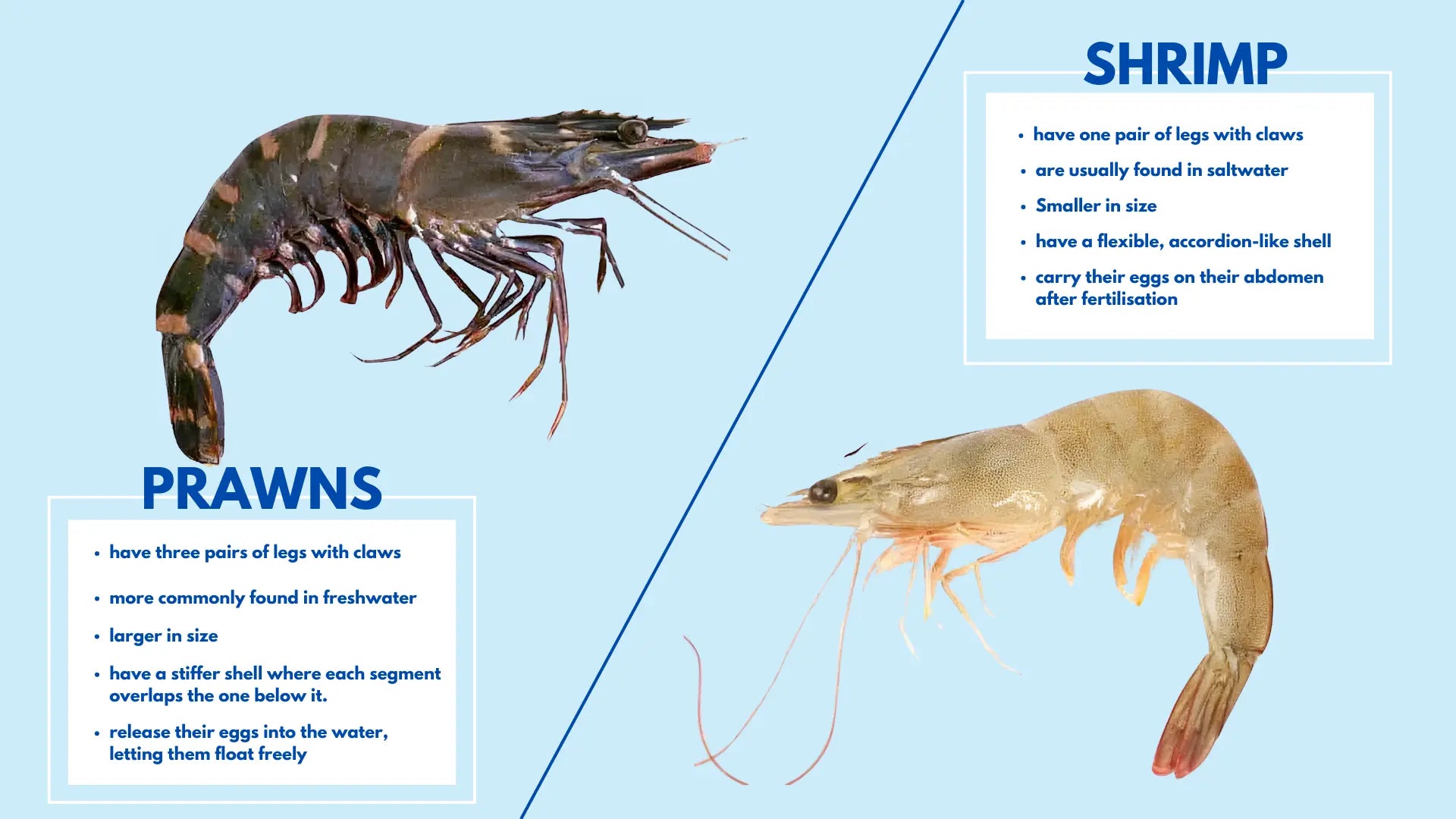 Shrimp vs. Prawn: What’s the Difference and Which Term Should Seafood Businesses Use?