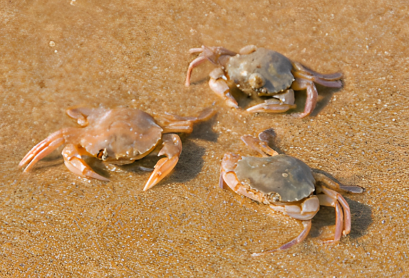 Baby Crab