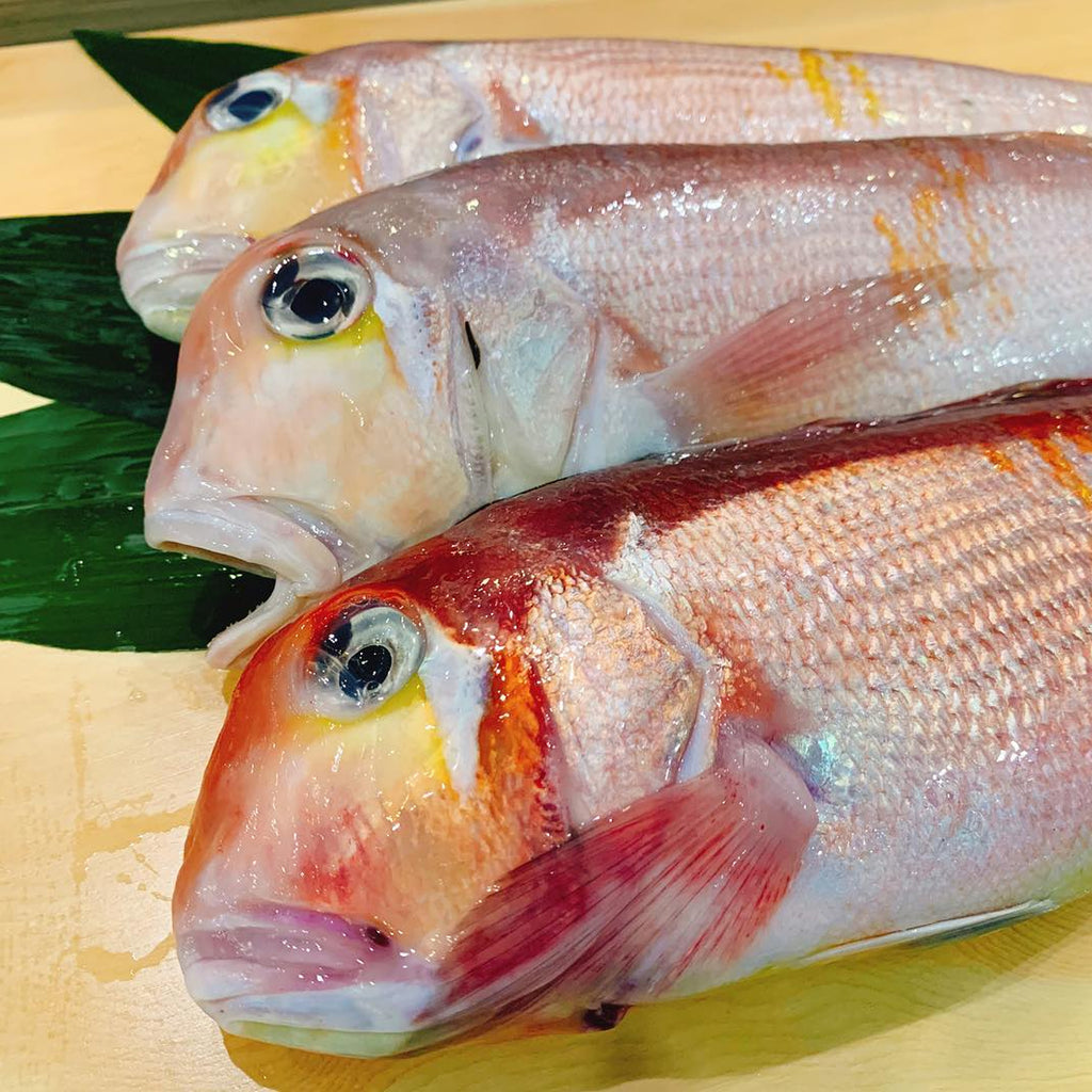 Amadai Fish