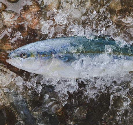 Amberjack Fish