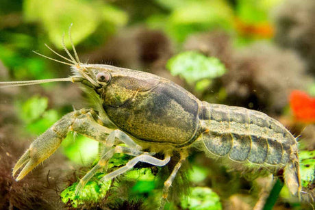 Dwarf Cray Fish