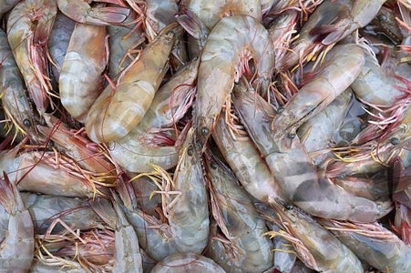 Ecuador Prawn