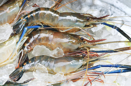 Freshwater Prawn