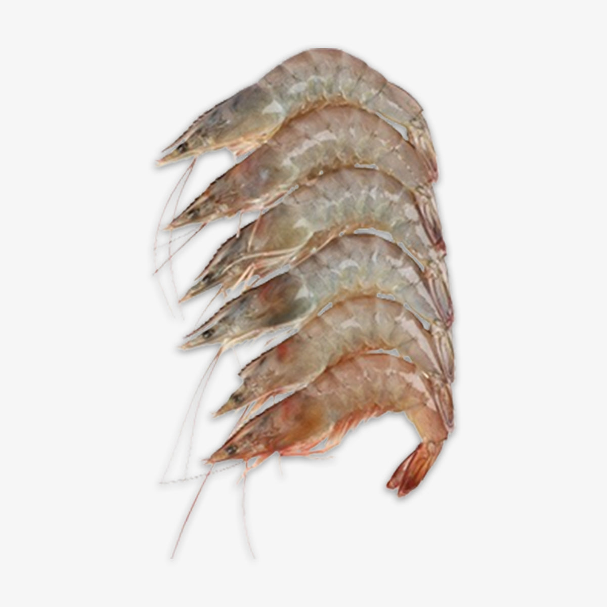 Glass Prawn