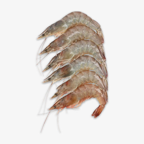 Glass Prawn