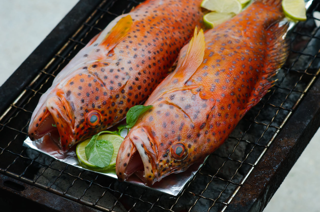 Grouper Fish