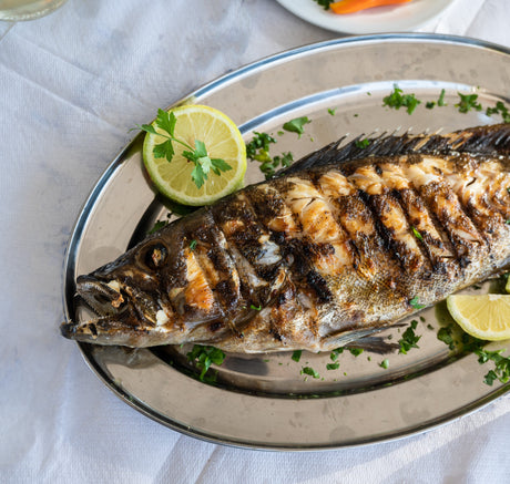 Gulf Grouper Fish