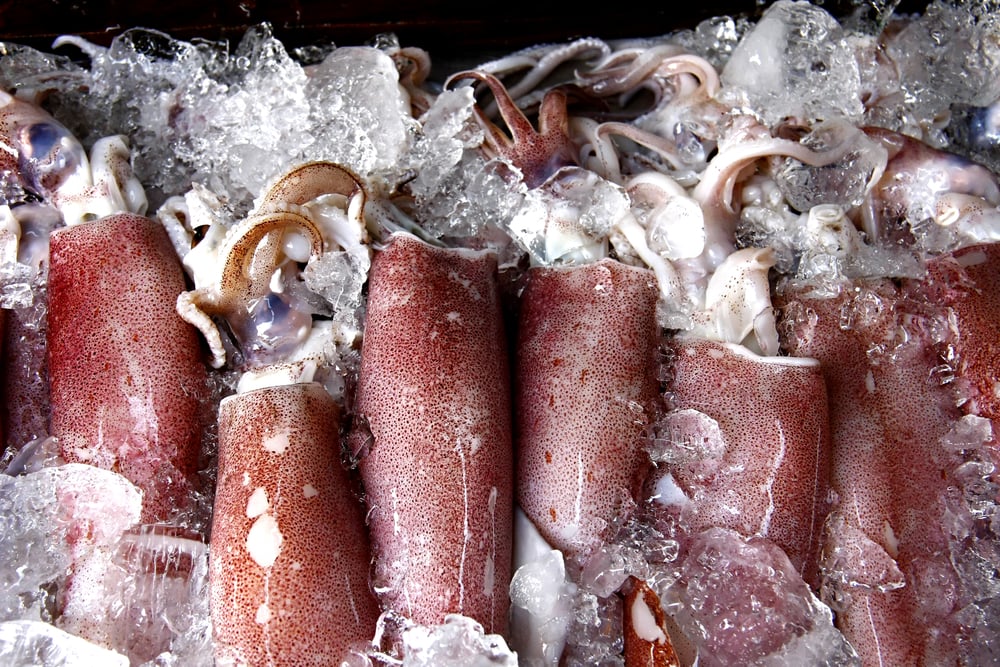 Humboldt Squid