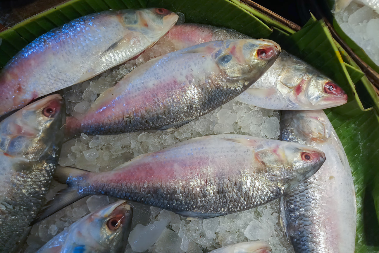 Ilish Fish