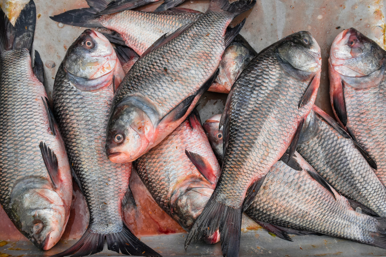 Katla Fish