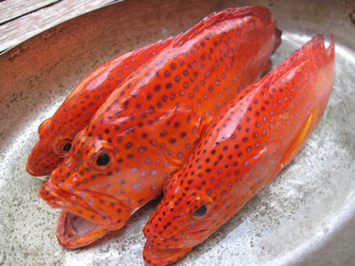 Lapu Lapu Fish