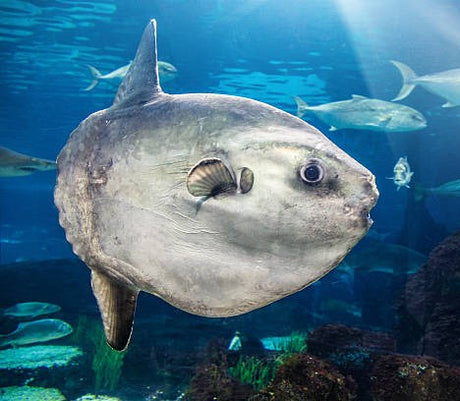 Mola Mola Fish