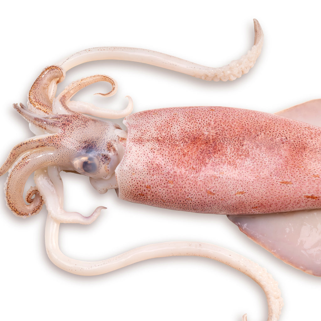 Octopus Squid