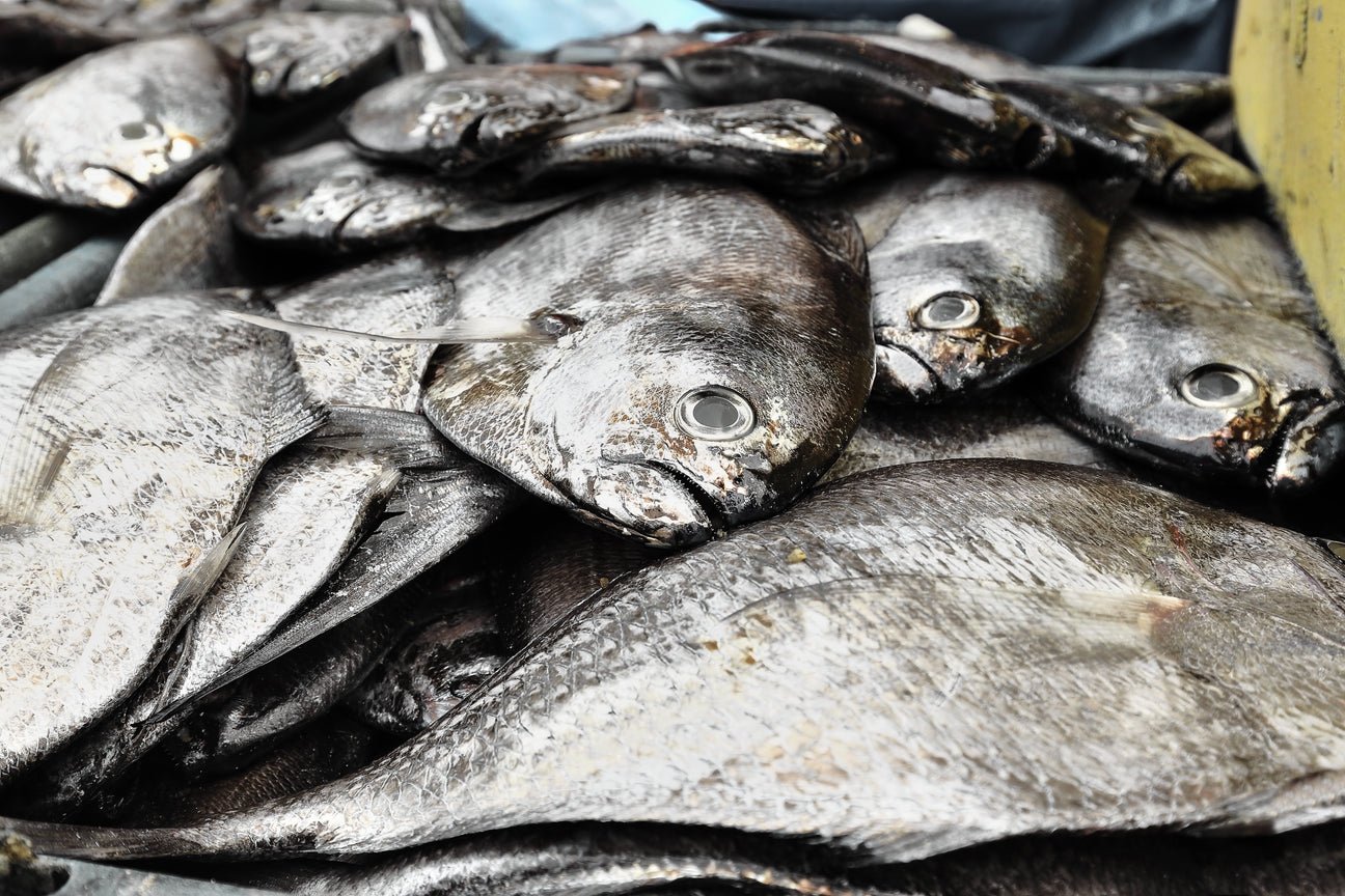 Pompano Fish Philippines