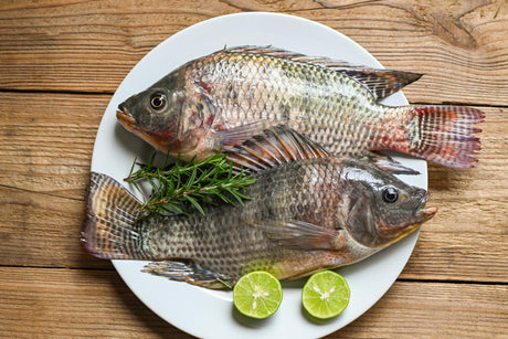 Tilapia Fish