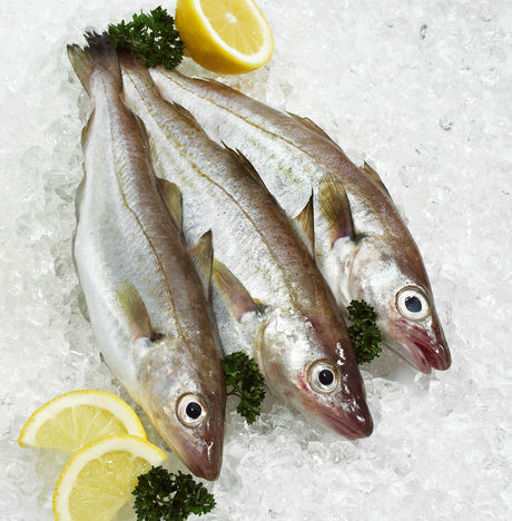 Whiting Fish