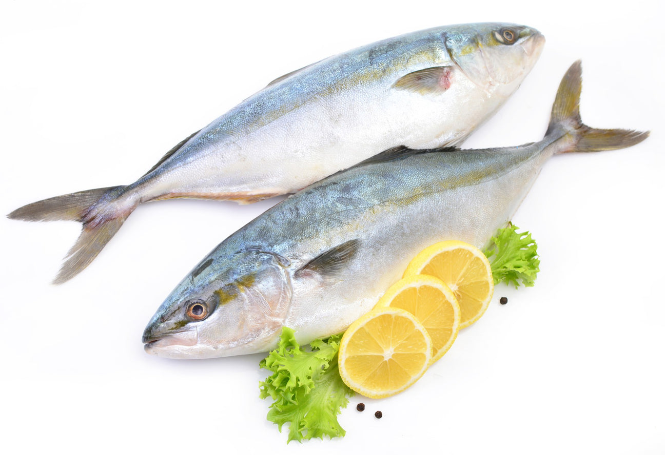 Yellowtail Fish