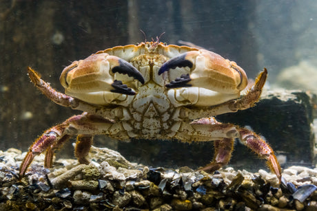 Tasmanian Giant Crab