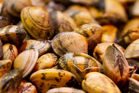 Canned Clams