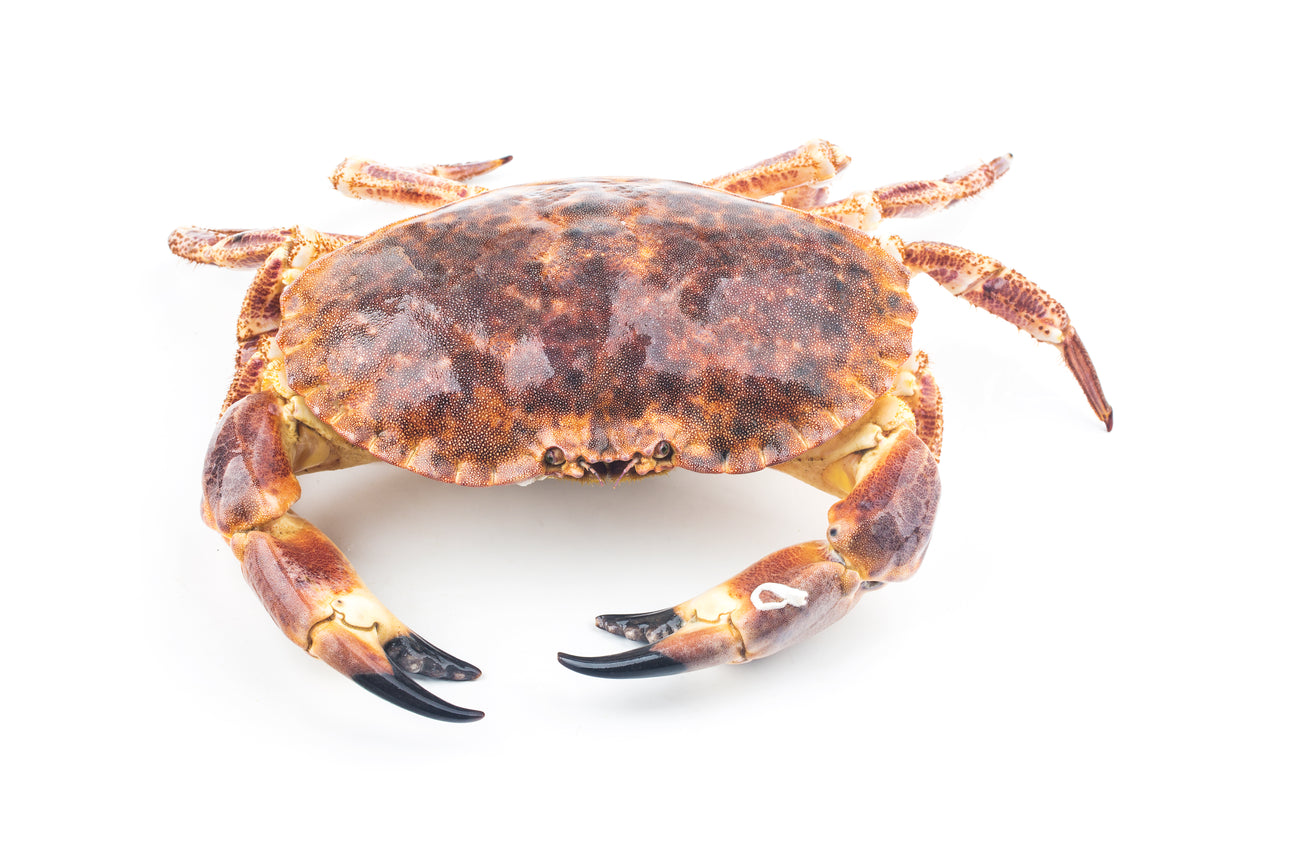 Brown Crab