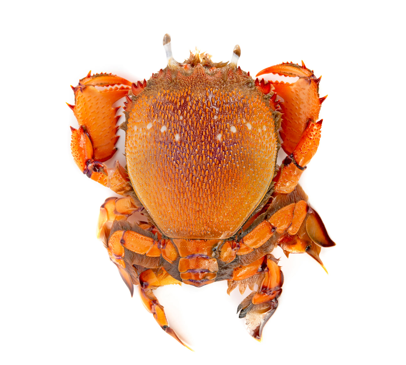 Spanner Crab