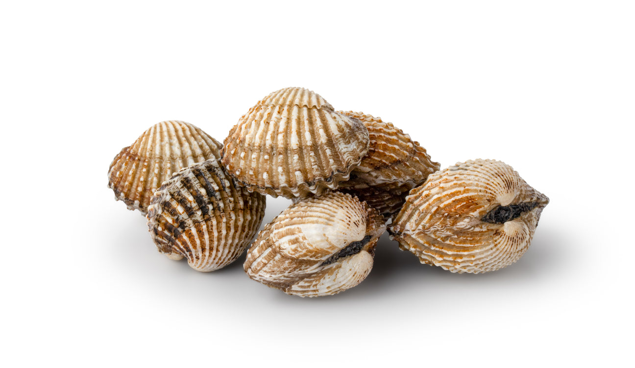 Cockle Clam