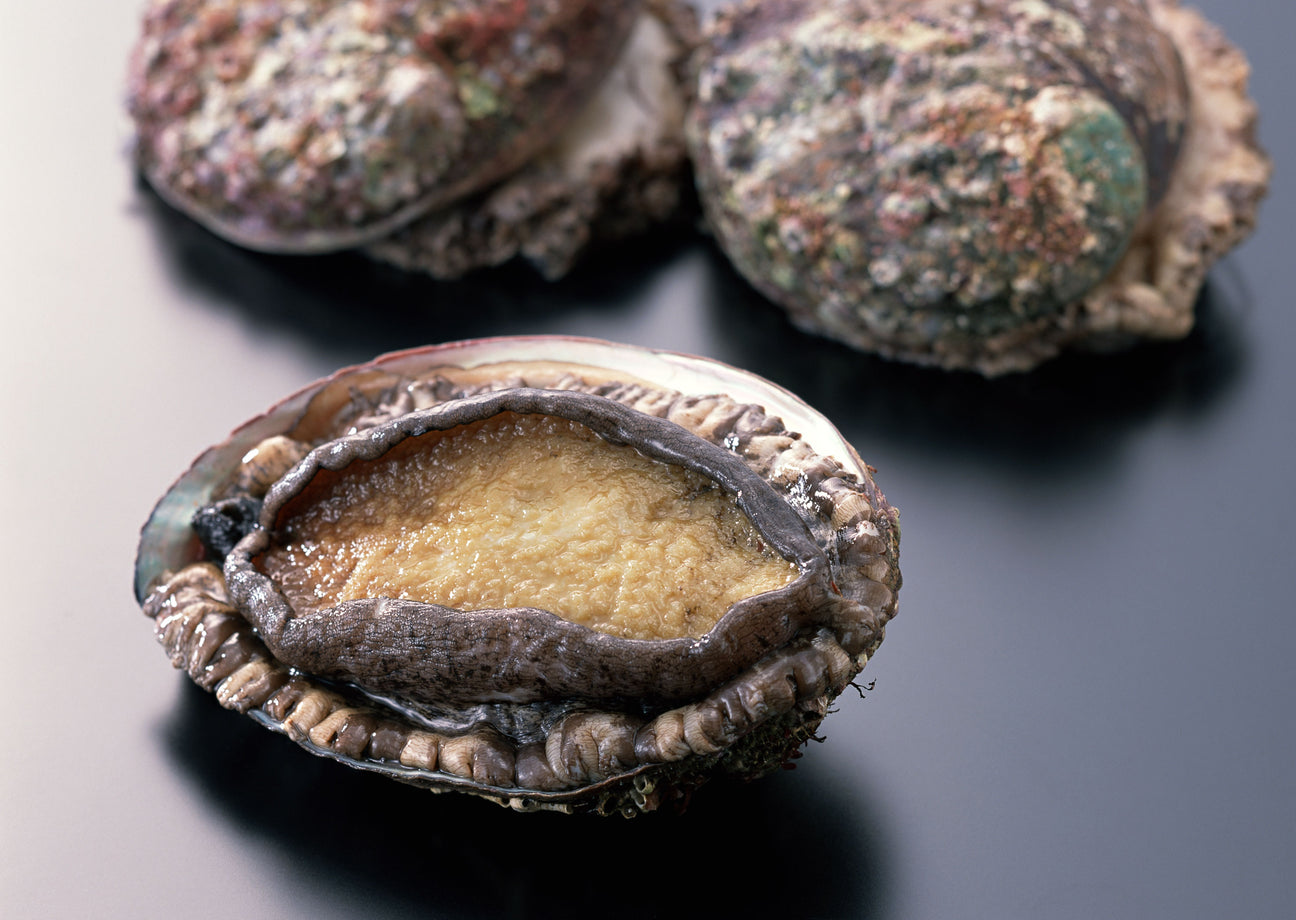 Korean Abalone