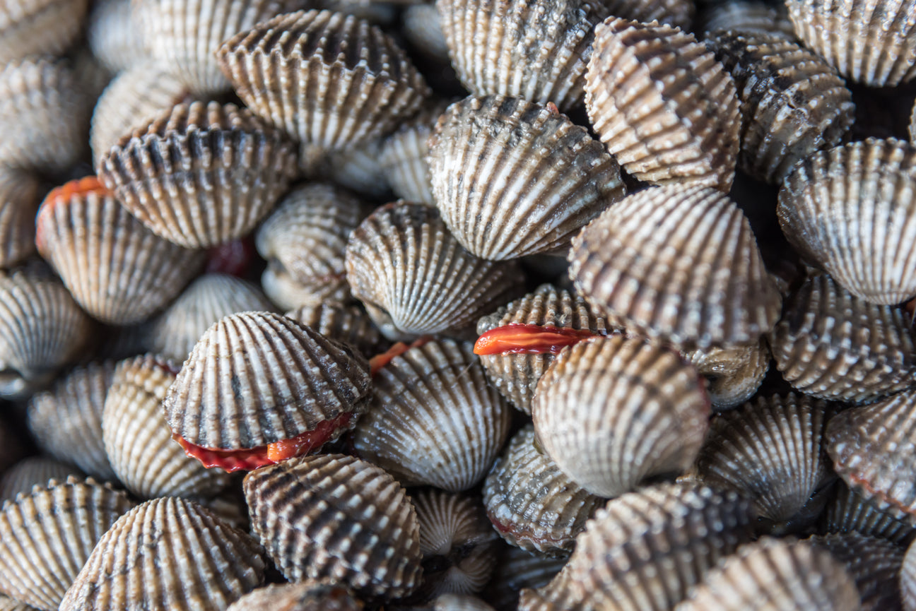 Limpet Clam