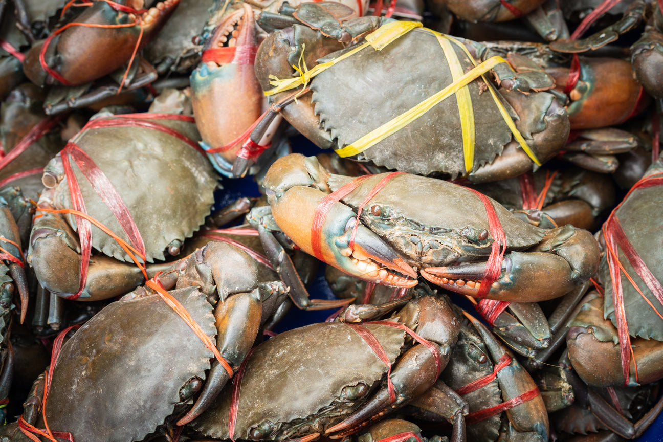 Mud Crab Singapore