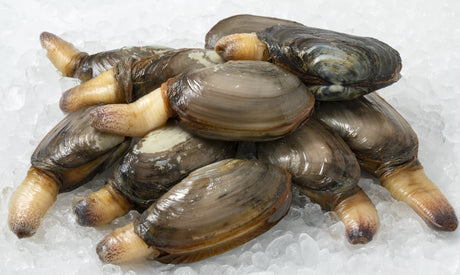 Soft Shell Clam