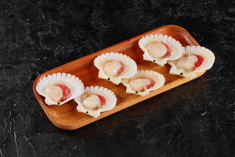 Japanese Scallop