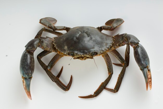 Sri Lanka Crab