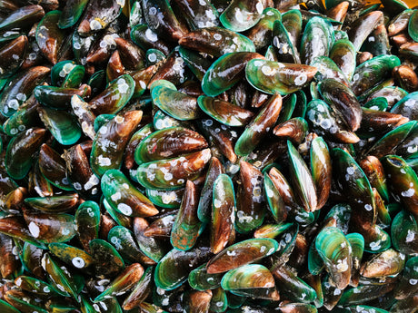 Green Lipped Mussel