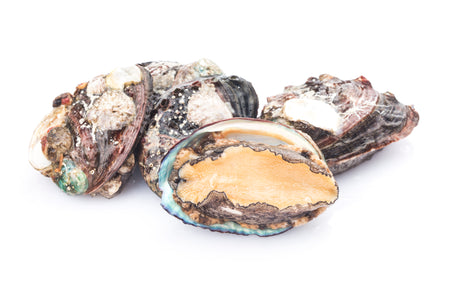 Live Abalone